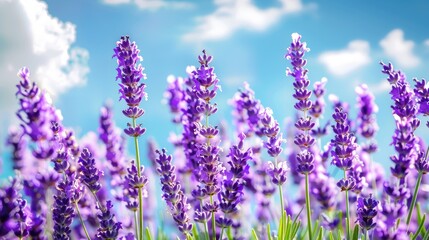 Obraz premium A field of blooming lavender under a bright blue sky, providing a vibrant floral background.