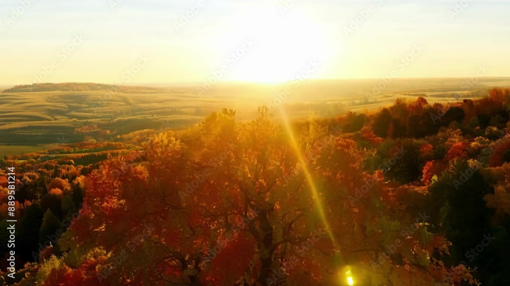 Poster sun shining through the branches of a maple tree on top of a hill casting a warm autumn glow over th