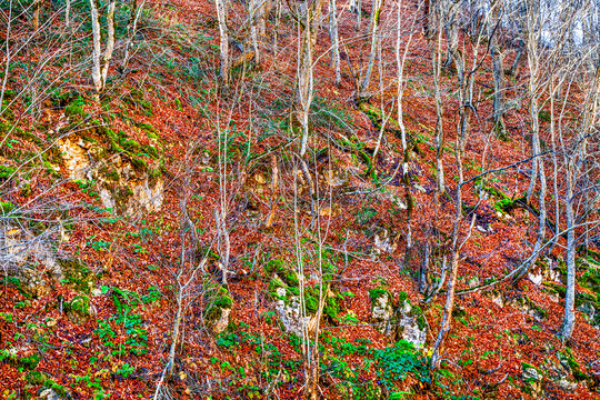 Hyrcanian Forests (Chenar Bon). The Hyrcanian forests are a zone of lush lowland and montane forests covering about 55,000 square kilometres near the shores of the Caspian Sea in Iran and Azerbaijan. 