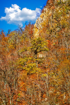 Hyrcanian Forests (Chenar Bon). The Hyrcanian forests are a zone of lush lowland and montane forests covering about 55,000 square kilometres near the shores of the Caspian Sea in Iran and Azerbaijan. 