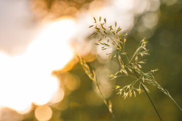 Gras im Sonnenschein 