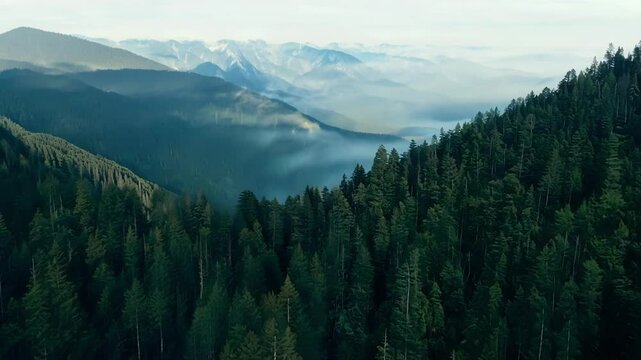 A birds eye view reveals the vastness and bigeur of the mountain forest with seemingly endless layers of trees and peaks stretching out in all directions.