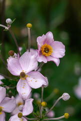 Beautiful garden flowers, close up picture.
