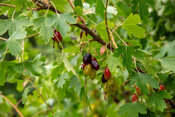 golden currants in an outdoor park on green grass in the middle of summer