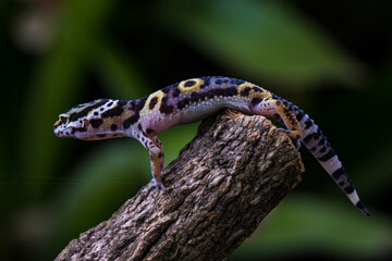 a type of anole lizard. Anoles are arboreal lizards