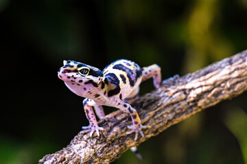 a type of anole lizard. Anoles are arboreal lizards