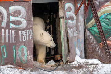 Polar bear in abandoned radar station