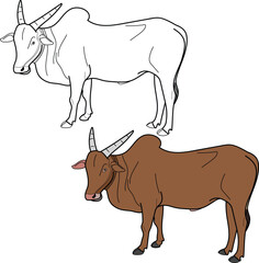 Indian Ox, Zebu bull, Brahman cattle. Hand drawn style Illustration