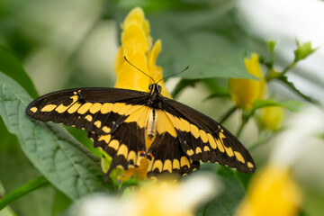 Augenspinner Schmetterling