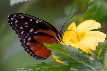 Tithorea Schmetterling