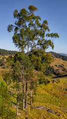 Fazenda Sítio Passa Quatro Minas Gerais Serra Mantiqueira Brasil Natureza Montanhas Paisagens Turismo Ecoturismo Aventura Trilhas Rios Florestas Biodiversidade Verde Estrada de Terra Vaca Rebanho Boi