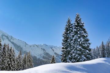 Tannen in den Alpen im Schnee