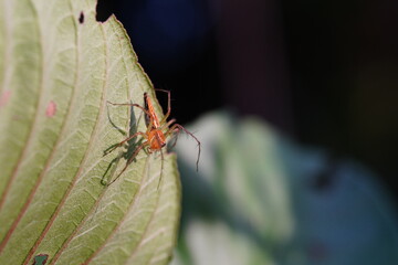 Striped lynx spider in the vegetable garden.