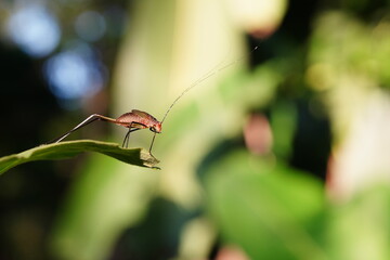 Tettigoniidae found in forests and grasslands.
