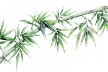 Fototapeta premium Bamboo illustrated with graceful watercolor stalks isolate on white background