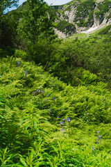 Majestic Mountain Landscapes: Scenic Views of Nature's Beauty