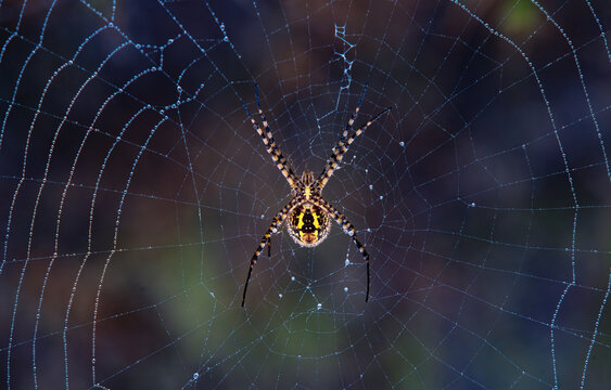 Aranha em teia com orvalho
