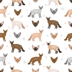 Javanese cat seamless pattern. Colorpoint Longhair cats all coat colors set.  All cat breeds characteristics infographic. Vector illustration