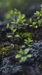 Lush Botanical Microcosm: Detailed Close-Up of Small Plants in a Moist Forest Setting