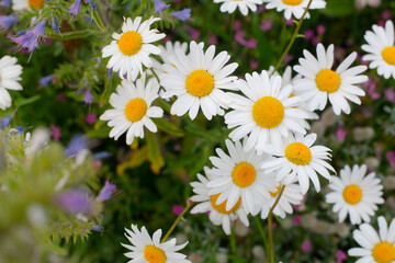 Fototapeta premium daisies in a field