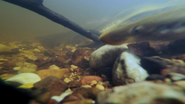 Underwater footage. Close-up of Spawning River lamprey.