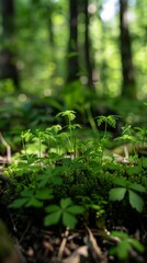 Obraz premium Serene Forest Floor with Delicate Young Plants Close-Up