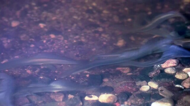 Footage of lampreys preparing the place for spawning. Many lampreys are spawning