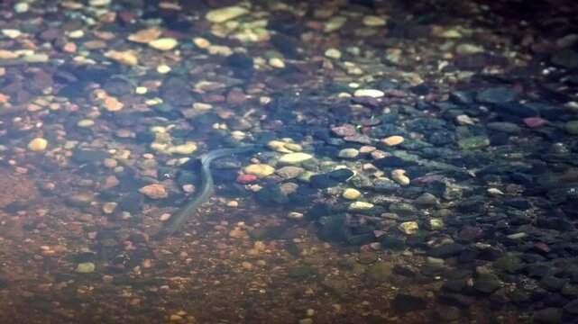 River lamprey Rare footage of lampreys preparing the place for spawning.