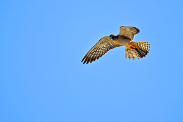 Rotfußfalke - Männchen // Red-footed falcon - male (Falco vespertinus)