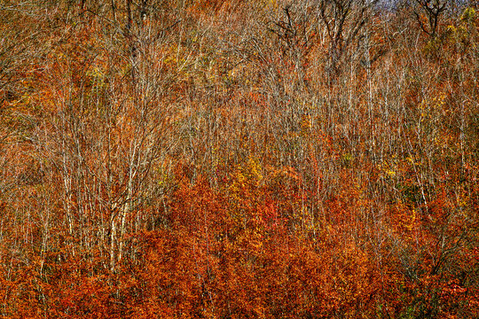 Hyrcanian Forests (Chenar Bon). The Hyrcanian forests are a zone of lush lowland and montane forests covering about 55,000 square kilometres near the shores of the Caspian Sea in Iran and Azerbaijan. 
