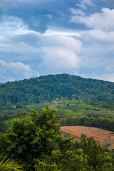 Fototapeta premium Sunset over the mountains with golden sky and silhouetted trees.