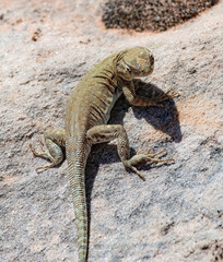Side-blotched lizard on the Fryingpan Trail, Capitol Reef National Park, Utah