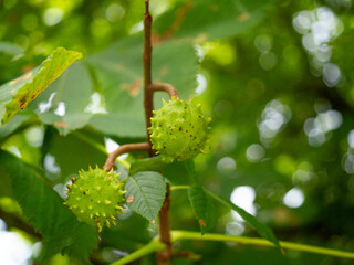 Obraz premium Kilka kasztanów na gałęzi, kasztany w łupinach, zielone kasztany 