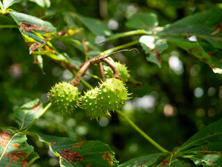 Chestnuts on a branch, several chestnuts on a chestnut branch, chestnuts in the shell