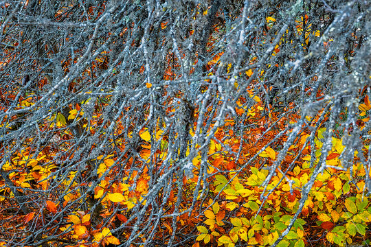 Hyrcanian Forests (Chenar Bon). The Hyrcanian forests are a zone of lush lowland and montane forests covering about 55,000 square kilometres near the shores of the Caspian Sea in Iran and Azerbaijan. 