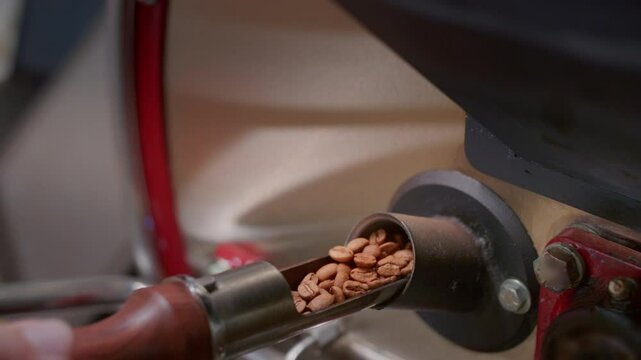 Barista roasts coffee in a roaster, checks the readiness of roasting seeds or beans. Male roaster takes out an example from an industrial roasting machine.