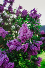 purple lilac bush