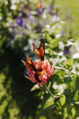 butterfly garden