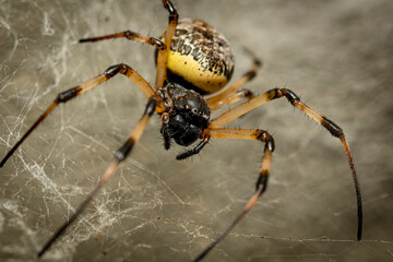 spider3