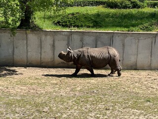 Indian rhinoceros rhino 
