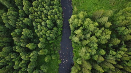 drone aerial birds eye view of a large green grass forest with tall trees and a big blue bendy...