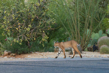 Bobcat walking into desert with prickly pear in Tucson arizona