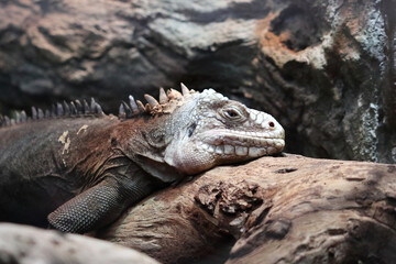 Lesser Antillean iguana  (Iguana delicatissima)