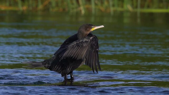 Neotropic Cormorant. Phalacrocorax brasilianus, Yeco Cormoran Negro. Close up shot of black cormorant with wings spread out to blow them into the wind