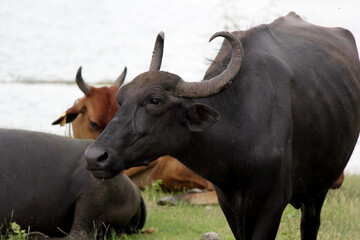close up shot of buffalo italian buffalo and indian buffalo at water lake