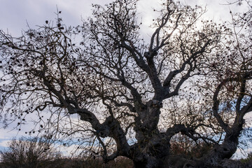 Silhouetted Tree Branches Against the Sky