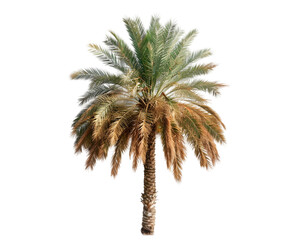 Abundant Date Palm Tree Bearing Juicy Dates on white background