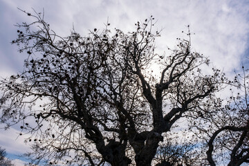 Silhouetted Tree Branches Against the Sky