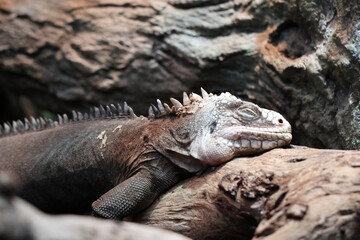 Lesser Antillean iguana  (Iguana delicatissima)