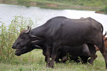 close up shot of buffalo italian buffalo and indian buffalo at water lake